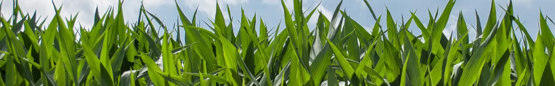 Labirynt w kukurydzy